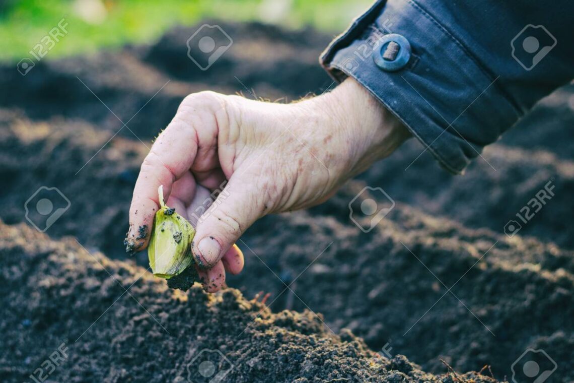 Farmer planting garlic in the vegetable garden. Senior man hold a garlic seedling in hand.