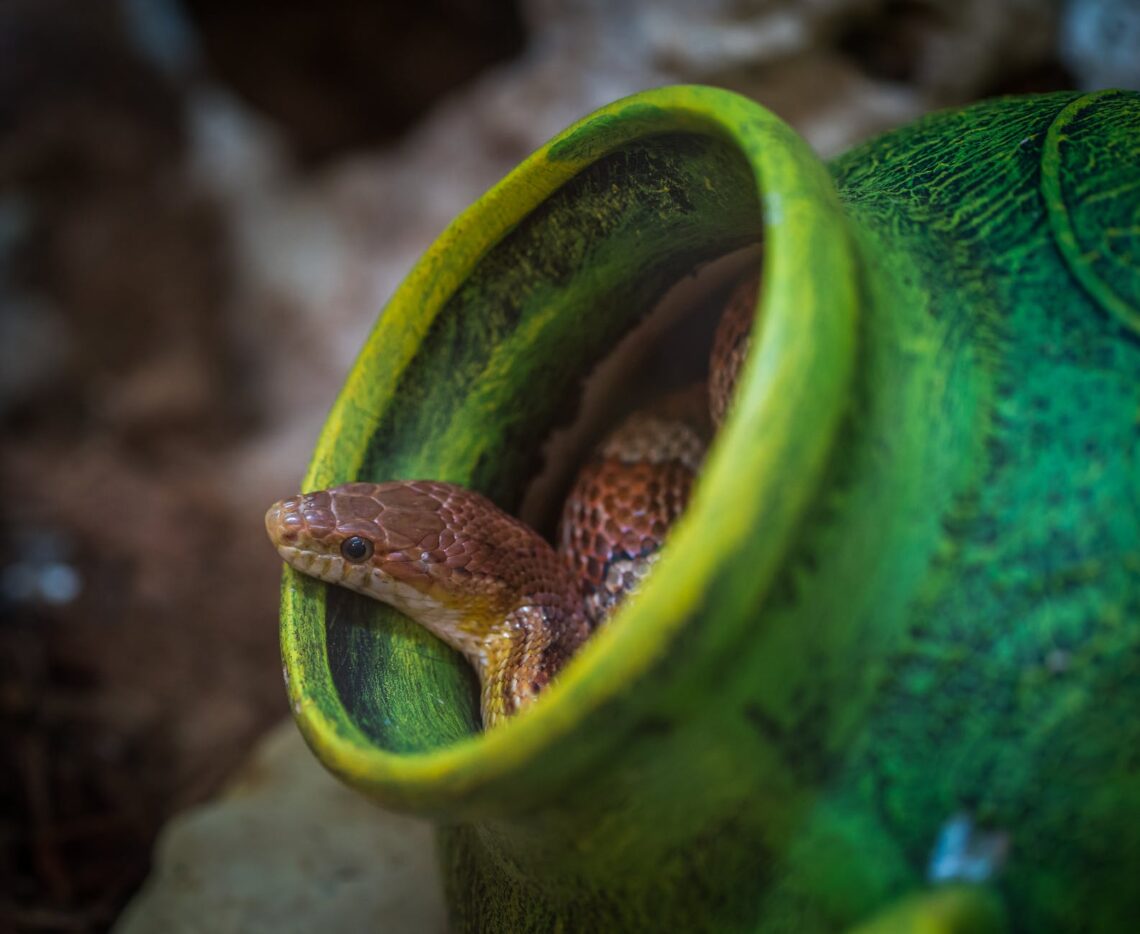 shallow focus photography of brown snake in green jar